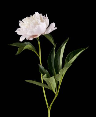 siyah bir arka plan üzerinde izole peonies