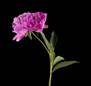 Şakayık çiçekleri siyah bir zemin üzerine