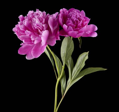 Şakayık çiçekleri siyah bir zemin üzerine