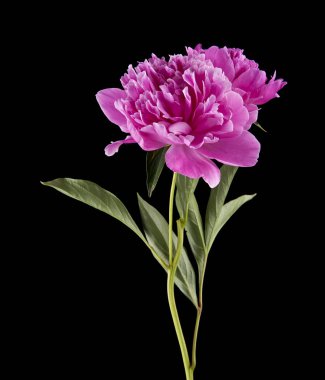 Şakayık çiçekleri siyah bir zemin üzerine