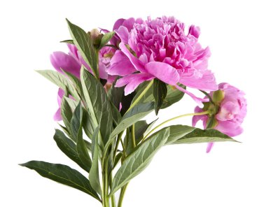 Beyaz arka plan üzerinde izole Şakayık çiçekleri