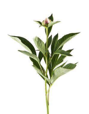 Beyaz arka plan üzerinde izole Şakayık çiçekleri