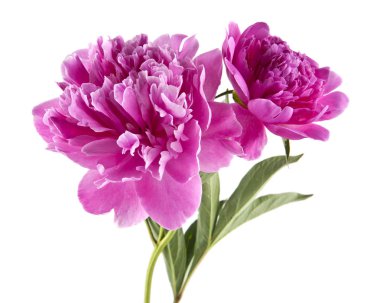 Beyaz arka plan üzerinde izole Şakayık çiçekleri