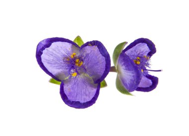 çiçekler mavi, mor beyaz arka plan üzerinde izole.