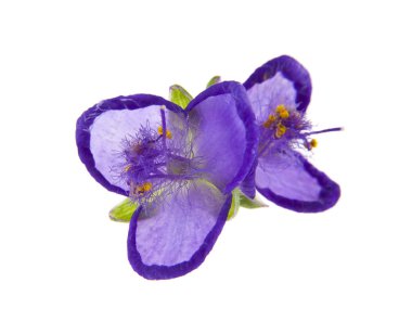 beyaz arkaplanda izole edilmiş mor çiçekler