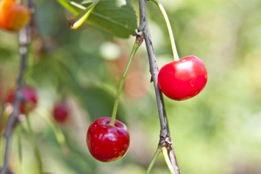 ufuk bir arka plan ile bir bahçede bir ağaç üzerinde kırmızı kiraz