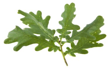 Beyaz arkaplanda yeşil meşe yaprakları izole