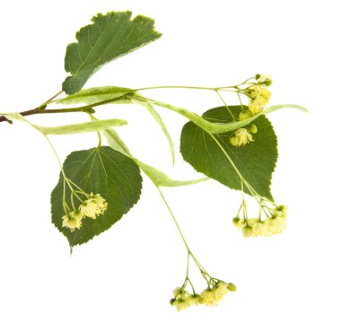 Beyaz arka plan üzerinde izole ıhlamur ağacı