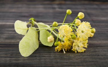 Ihlamur ağacı ahşap arka plan üzerinde