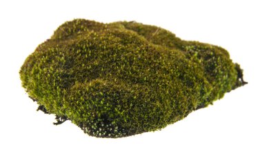 Beyaz arkaplanda yosun izole edildi