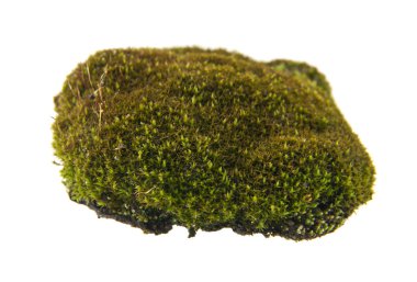 Beyaz arkaplanda yosun izole edildi