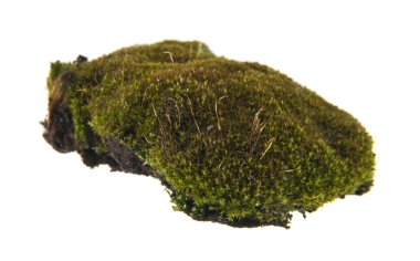 Beyaz arkaplanda yosun izole edildi