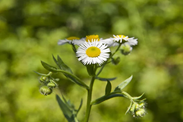 Kwiaty Rumianku Ogrodzie Niewyraźnym Tłem — Zdjęcie stockowe