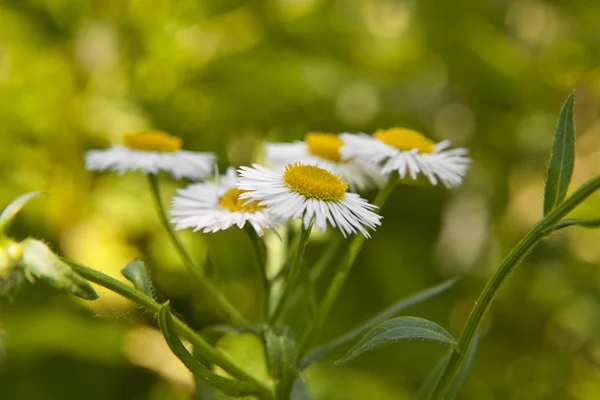 Kamille Bloemen Tuin Met Een Intreepupil Achtergrond — Stockfoto