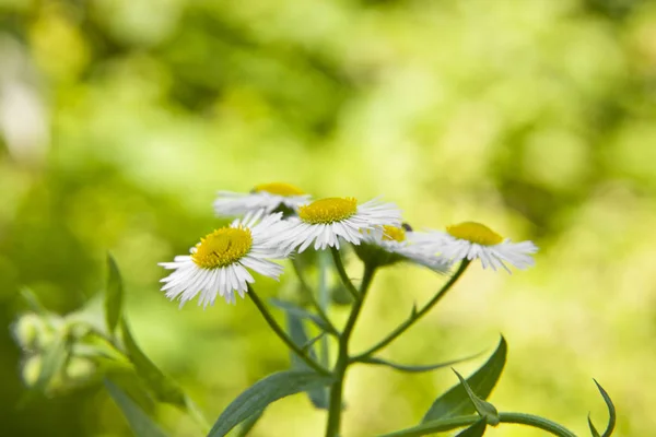 Kwiaty Rumianku Ogrodzie Niewyraźnym Tłem — Zdjęcie stockowe