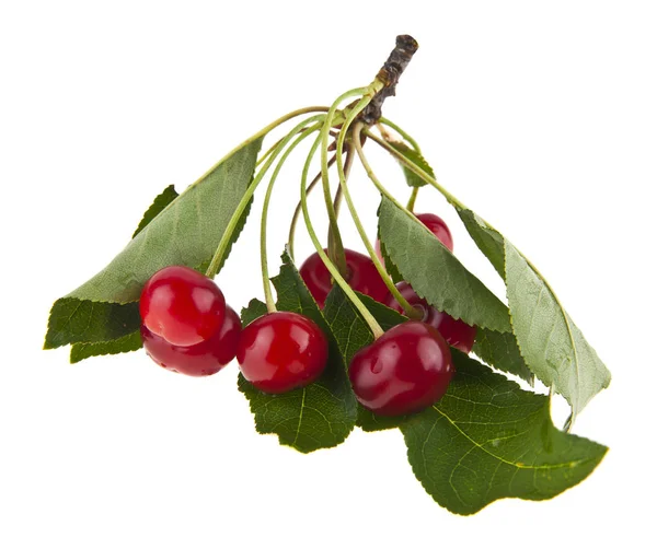 Red Juicy Cherry Isolated White Background — Stock Photo, Image