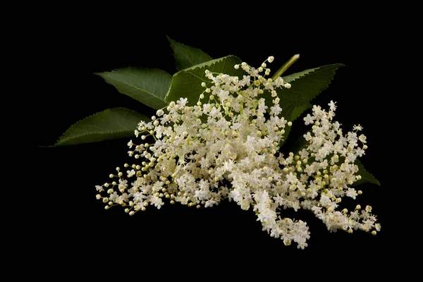 Flores Saúco Aisladas Sobre Fondo Negro — Foto de Stock