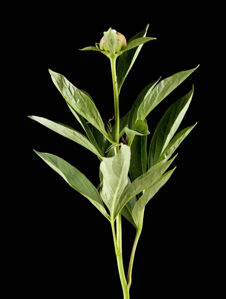 Bazsarózsa Virágok Fekete Háttér — Stock Fotó