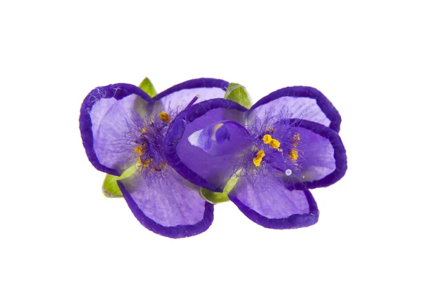 Фиолетовые Цветы Изолированы Белом Фоне — стоковое фото