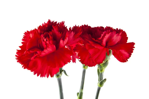 Clavel Rojo Flores Aisladas Sobre Fondo Blanco — Foto de Stock