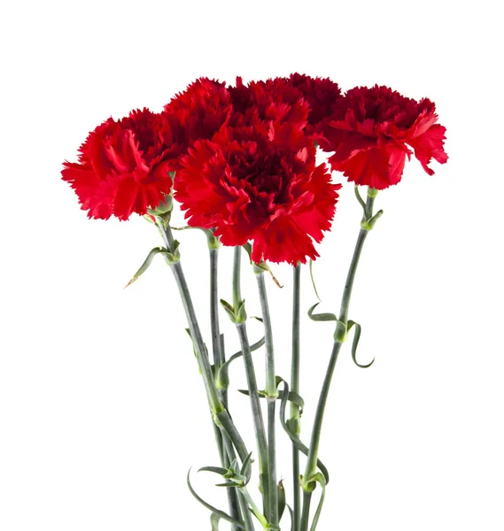 Clavel Rojo Flores Aisladas Sobre Fondo Blanco — Foto de Stock