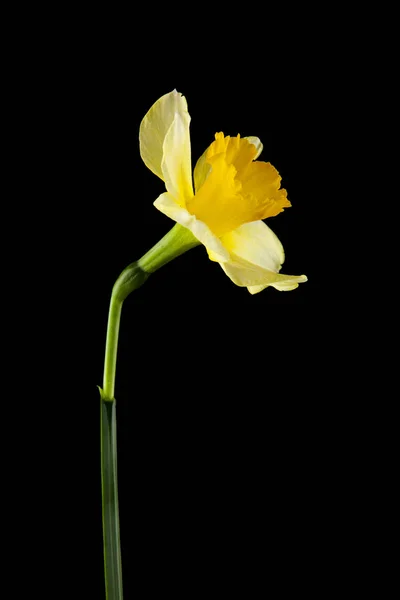 Påsklilja Blommor Isolerad Svart Bakgrund — Stockfoto