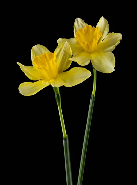 Квіти Нарцисів Ізольовані Чорному Тлі — стокове фото