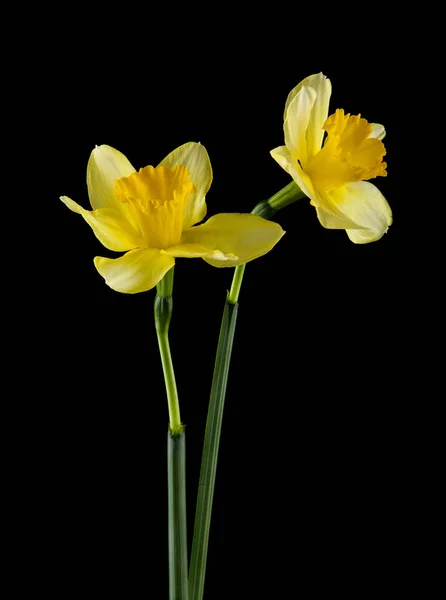 黒の背景に分離した水仙の花 — ストック写真