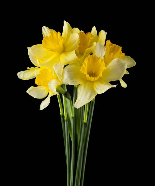 Flores Daffodil Isoladas Fundo Preto — Fotografia de Stock