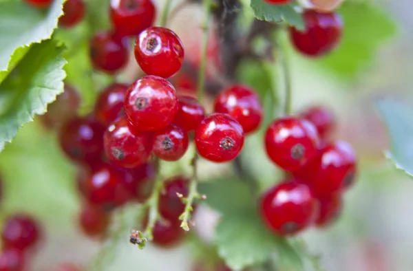 Ribes Rosso Ramo Giardino Con Sfondo Sfocato — Foto Stock