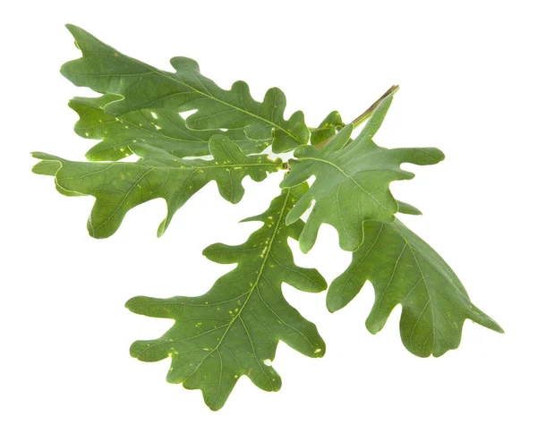 Green Oak Leaves Isolated White Background — Stock Photo, Image