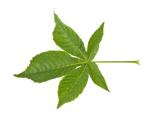 Grüne Blätter Der Kastanie Isoliert Auf Weißem Hintergrund — Stockfoto