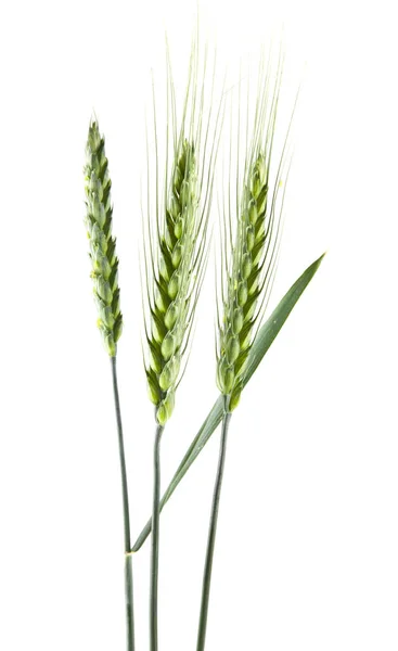 Ähre Aus Grünem Weizen Isoliert Auf Weißem Hintergrund — Stockfoto
