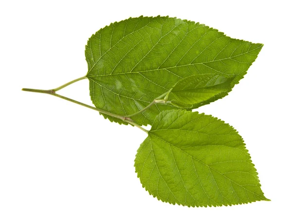 Green Leaves Isolated White Background — Stock Photo, Image