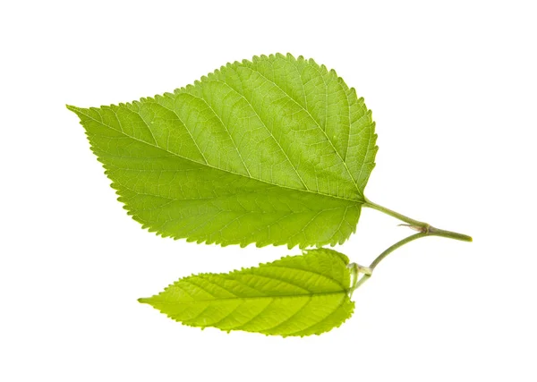 Groene Bladeren Geïsoleerd Witte Achtergrond — Stockfoto