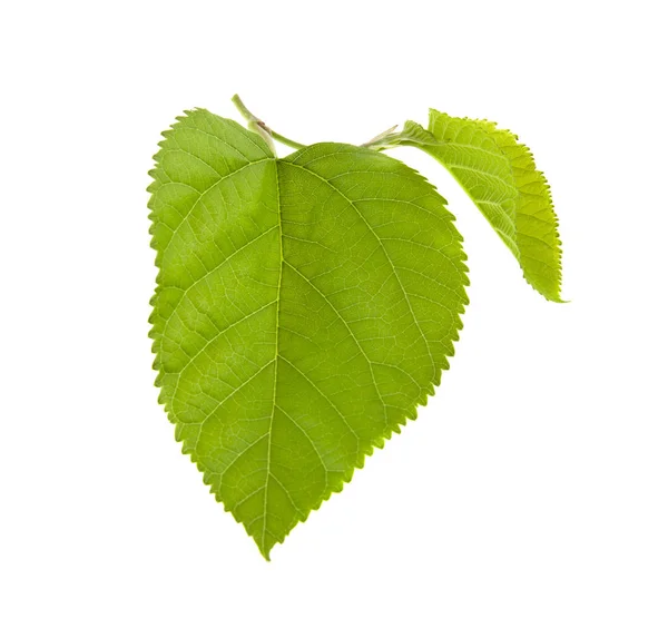 Groene Bladeren Geïsoleerd Witte Achtergrond — Stockfoto