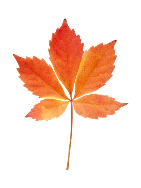 Červené Žluté Podzimní Listí Hroznů Izolovaných Bílém Pozadí — Stock fotografie