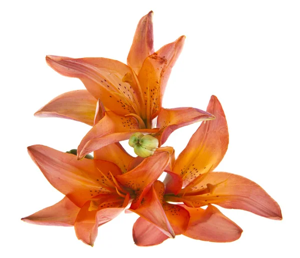 Lilja Blommor Isolerad Vit Bakgrund — Stockfoto
