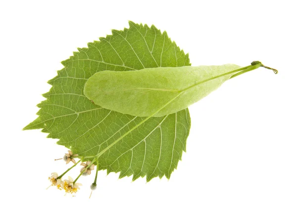 Lime Tree Isolated White Background — Stock Photo, Image