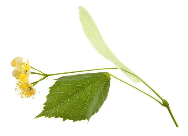 Flores Tilo Aisladas Sobre Fondo Blanco — Foto de Stock