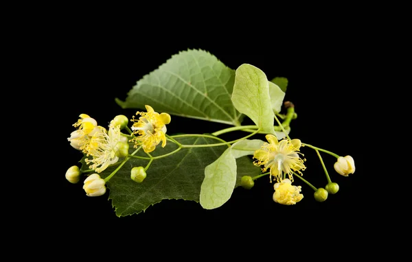 黒の背景に分離されたシナノキの花 — ストック写真