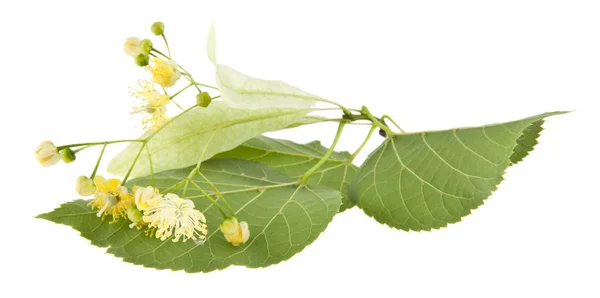 Flores Tilo Aisladas Sobre Fondo Blanco — Foto de Stock