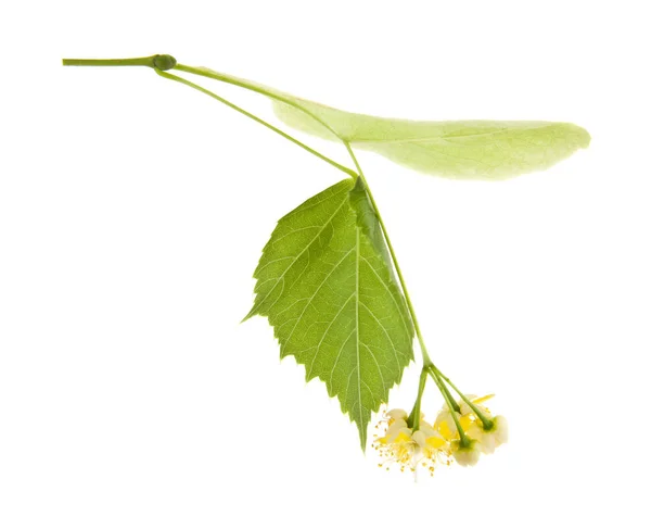 Lime Tree Isolated White Background Royalty Free Stock Images