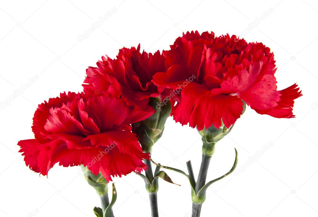 red carnation flowers isolated on white background