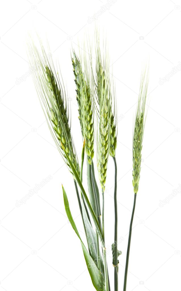 spike of green wheat isolated on white background
