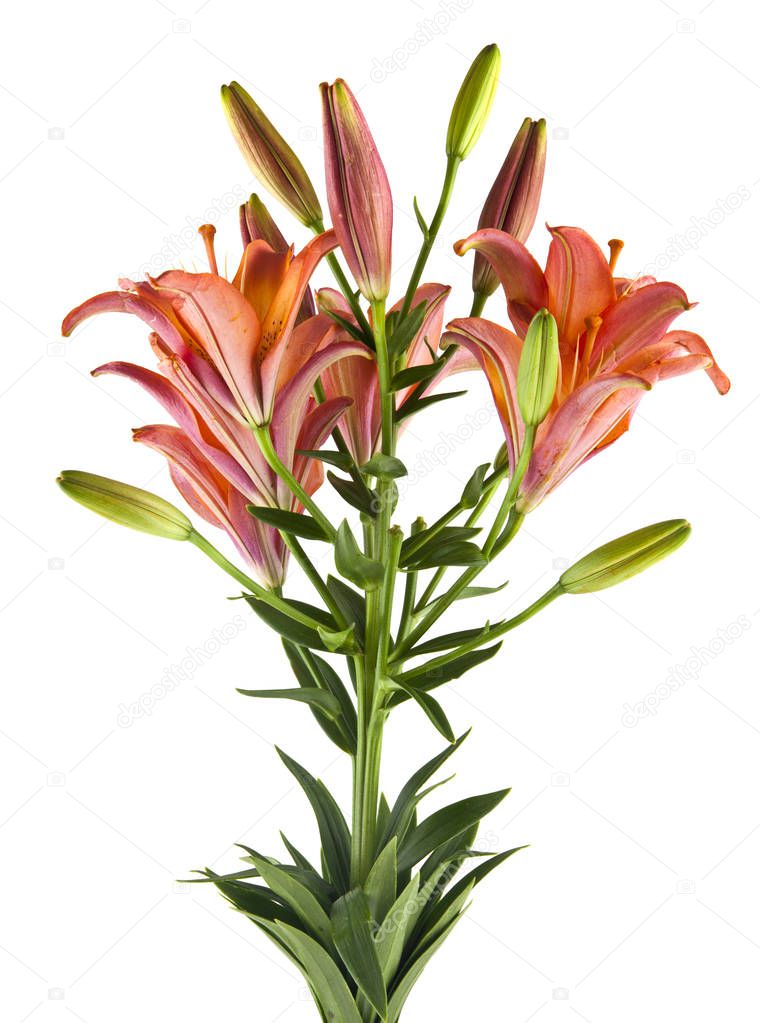 lily flowers isolated on white background