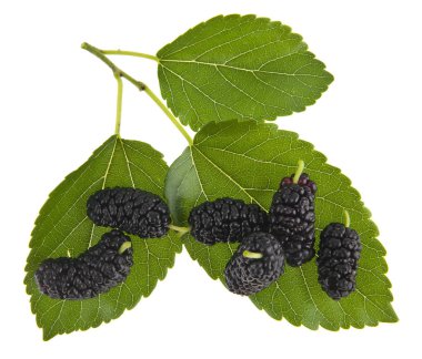 Dut beyaz arkaplanda izole edilmiş