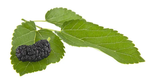 Mulberry Isolated White Background — Stock Photo, Image