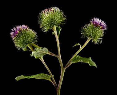 yeşil Dulavratotu siyah bir arka plan üzerinde izole