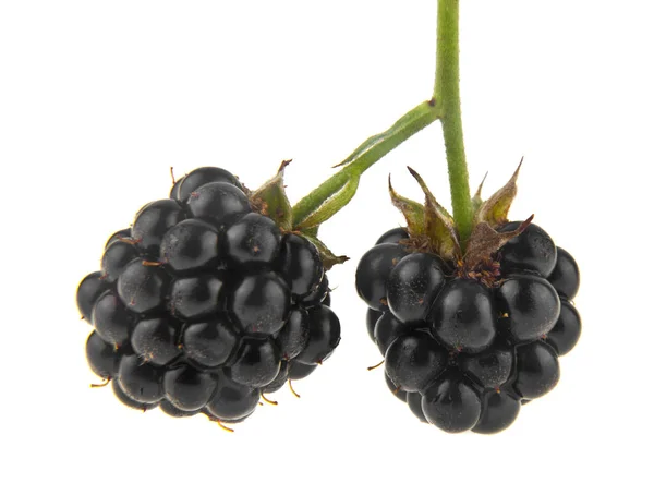 Berries Blackberries Isolated White Background — Stock Photo, Image